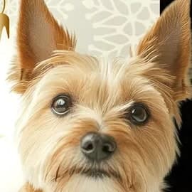 The original photo of the same terrier